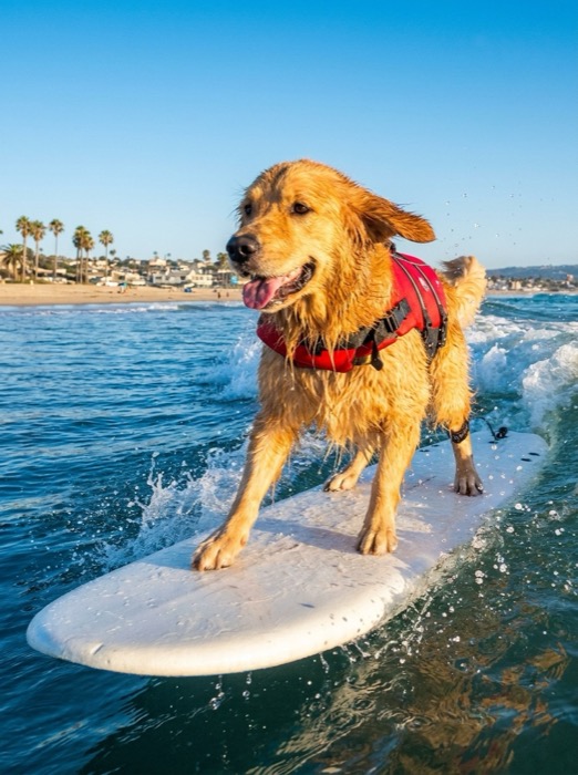 Surfer Dog style